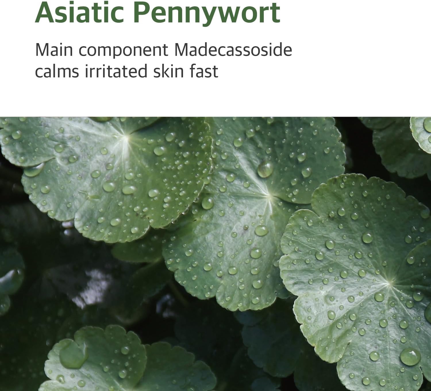 round-lab-toner-default-title-round-lab-mugwort-calming-toner-43248415834351.jpg